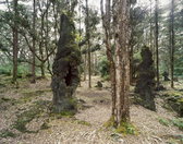 Stone Trees