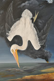 Birds of America: Pelicanus erythrorhynchos gmelin