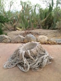 Deconstructed Cholla